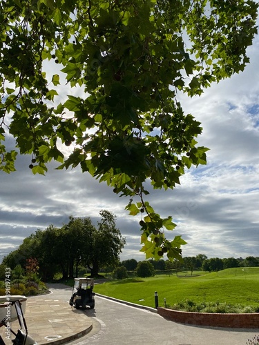 Sunlight in tree