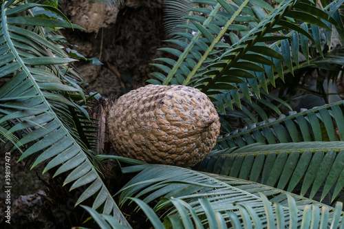 The fruit of Ceratozamia mexicana , a species of plant in the family Zamiaceae photo