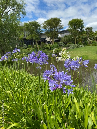 flowers in the garden