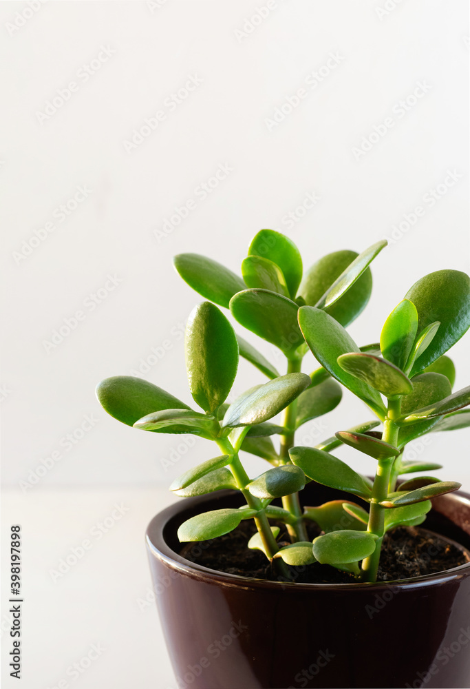 Houseplant Crassula ovata in a ceramic pot . Money Tree plant for home. Indoor plant. Copy space.
