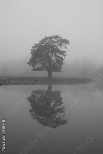 lone tree reflected in water in the fog