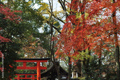 糺の森　秋