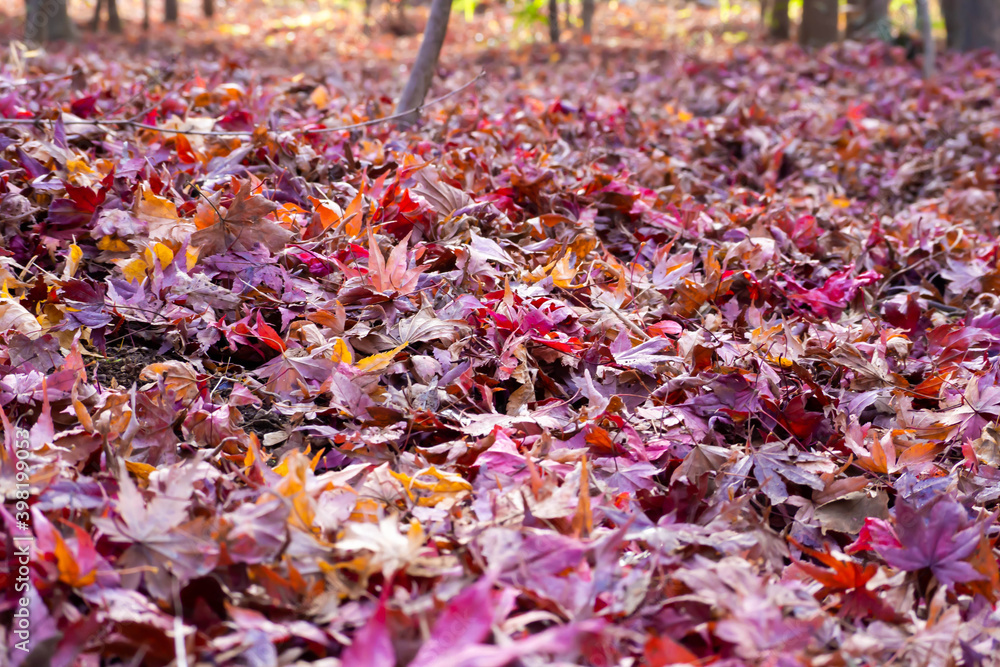 地面を埋め尽くす紅葉した楓の葉 地面を埋め尽くす紅葉した楓の葉