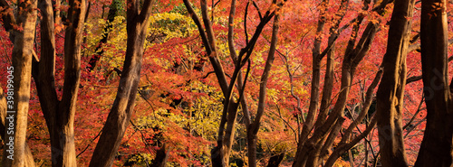 色付いた秋の森の風景