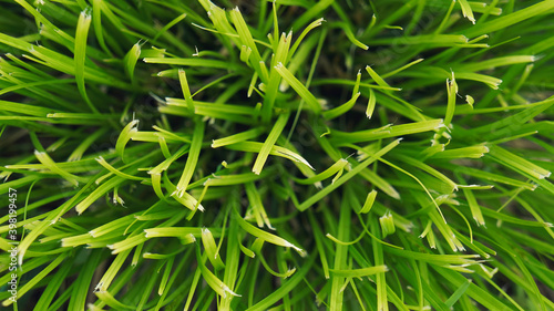 Texture of green cut grass, background of lawn. Close-up. Top view