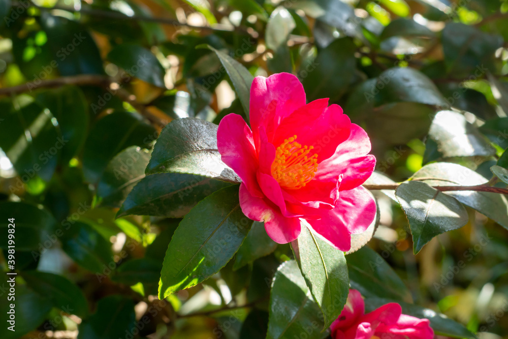 Oピンクが鮮やかな山茶花の花