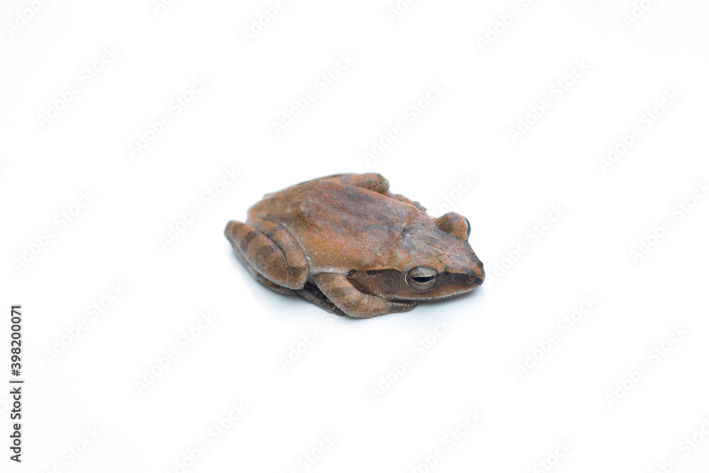 Bullfrog (Kaloula) on white background. Bullfrog (Kaloula) on white background.
