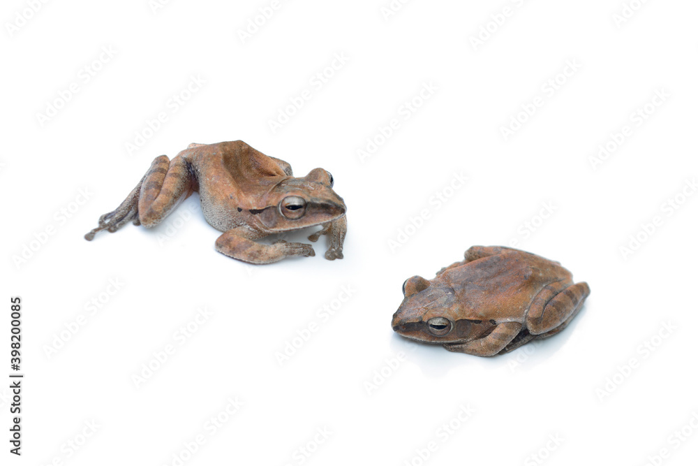 Bullfrog on white background.Kaloula Bullfrog on white background.Kaloula