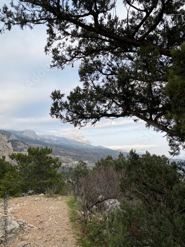 pine tree in the mountains