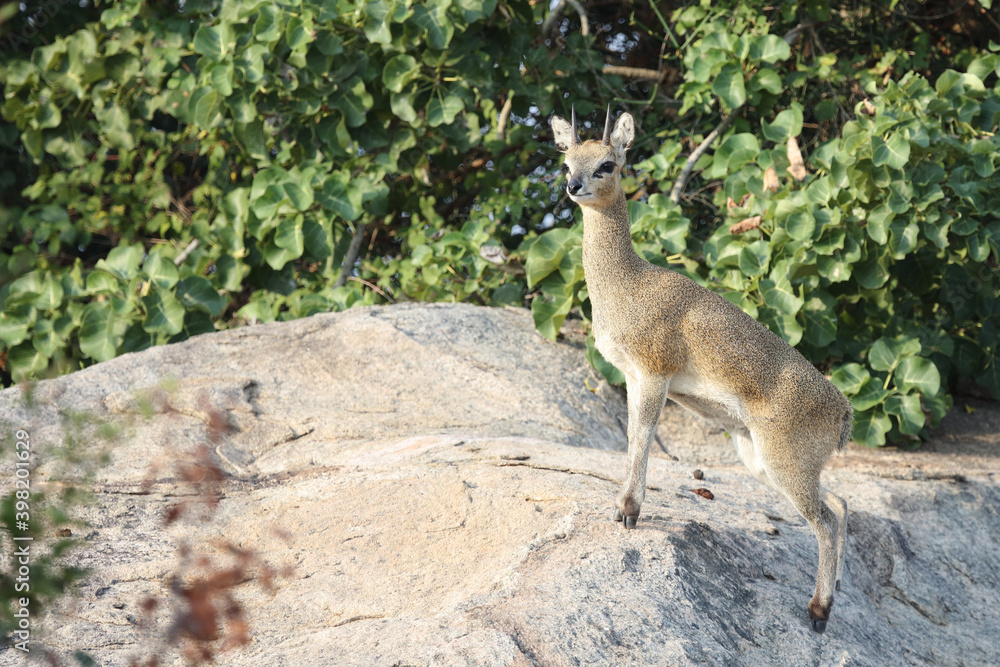 Klippspringer / Klipspringer / Oreotragus oreotragus Klippspringer / Klipspringer / Oreotragus oreotragus