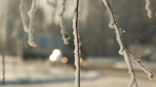 Winter landscape of the city on a frosty day. Snow tree branches close-up.