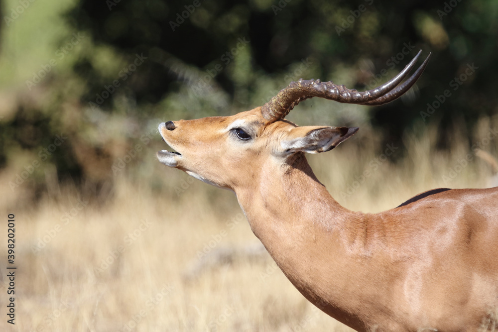 Naklejka premium Schwarzfersenantilope / Impala / Aepyceros melampus