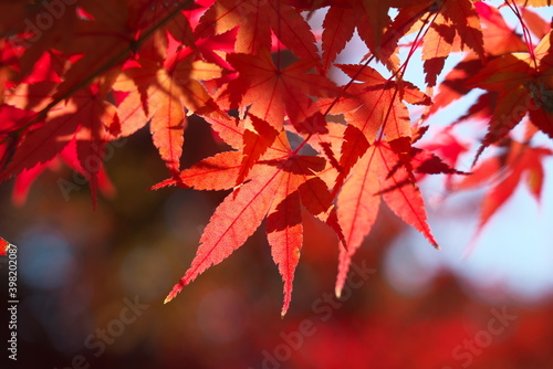 Kyoto Japan-November 15  2020  Closeup of red autumn leaves 