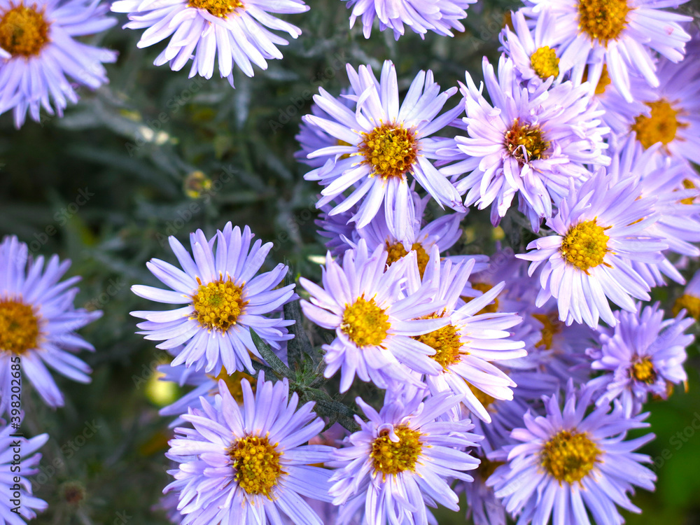 blue fluffy autumn daisies before frost in the garden blue fluffy autumn daisies before frost in the garden