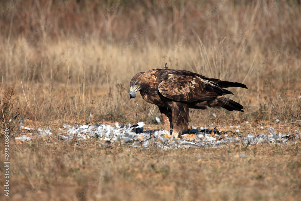 Obraz premium The golden eagle (Aquila chrysaetos) feeding on prey - pigeon. Golden eagle plucking a pigeon. Big eagle sitting with prey on the ground in a meadow with a yellow background.