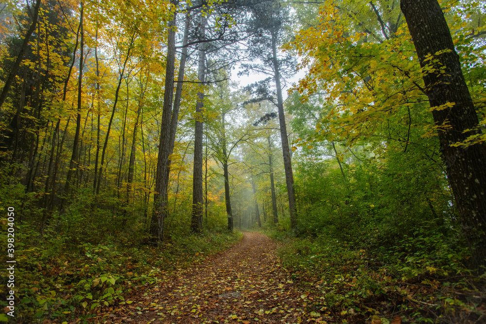 Fototapeta premium path in misty autumn forest 
