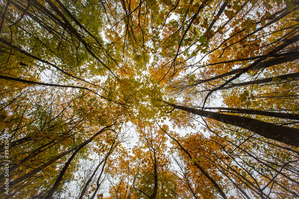 Fototapeta premium autumn forest 