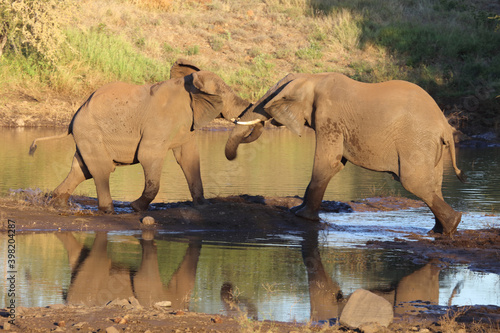 Afrikanischer Elefant   African elephant   Loxodonta africana.