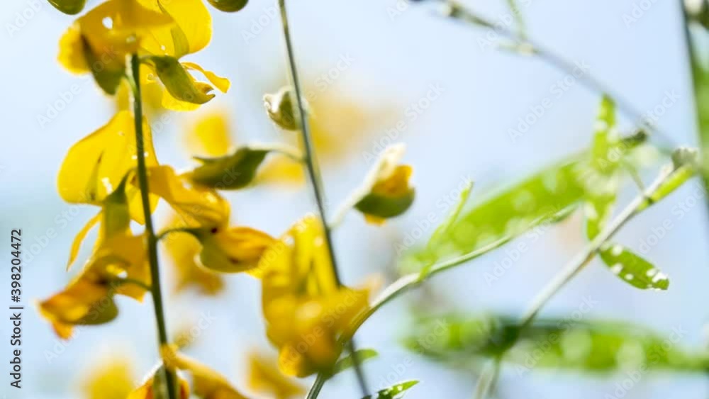 Crotalaria juncea, useful flower In fertilizing the soil
Crotalaria juncea, useful flower In fertilizing the soil