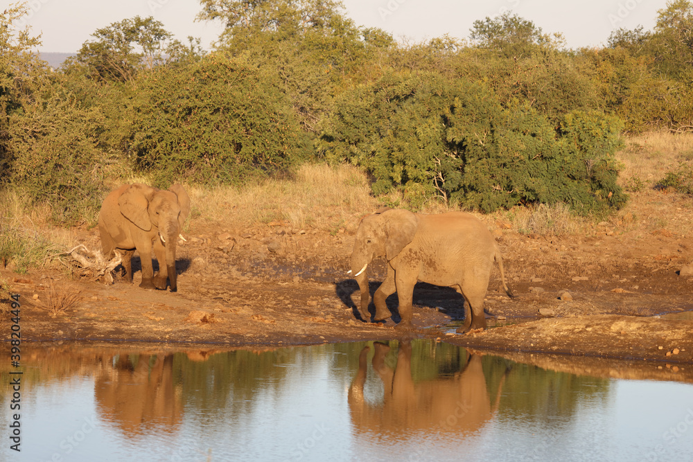 Afrikanischer Elefant / African elephant / Loxodonta africana Afrikanischer Elefant / African elephant / Loxodonta africana