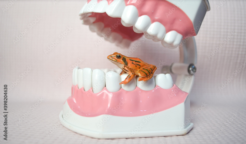 frog model on the teeth model.Dental care demonstration.Dental care concept. frog model on the teeth model.Dental care demonstration.Dental care concept.