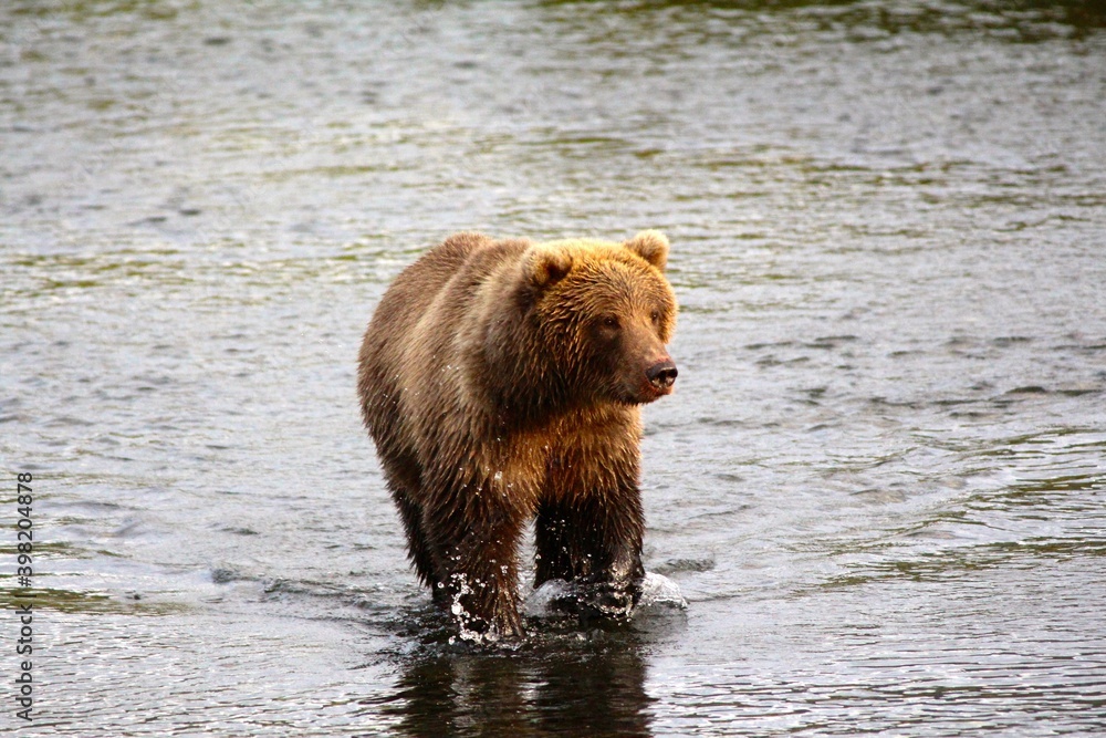 Kodiak Bear Kodiak Bear