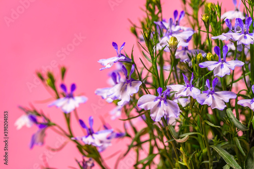 small flowers close up.flower background 