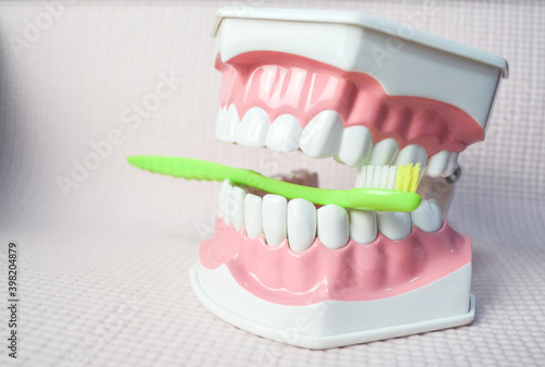 Toothbrush brushing upper teeth on teeth model.Dental care demonstration.