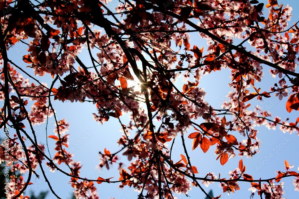 Cherry Blossom Cherry Blossom