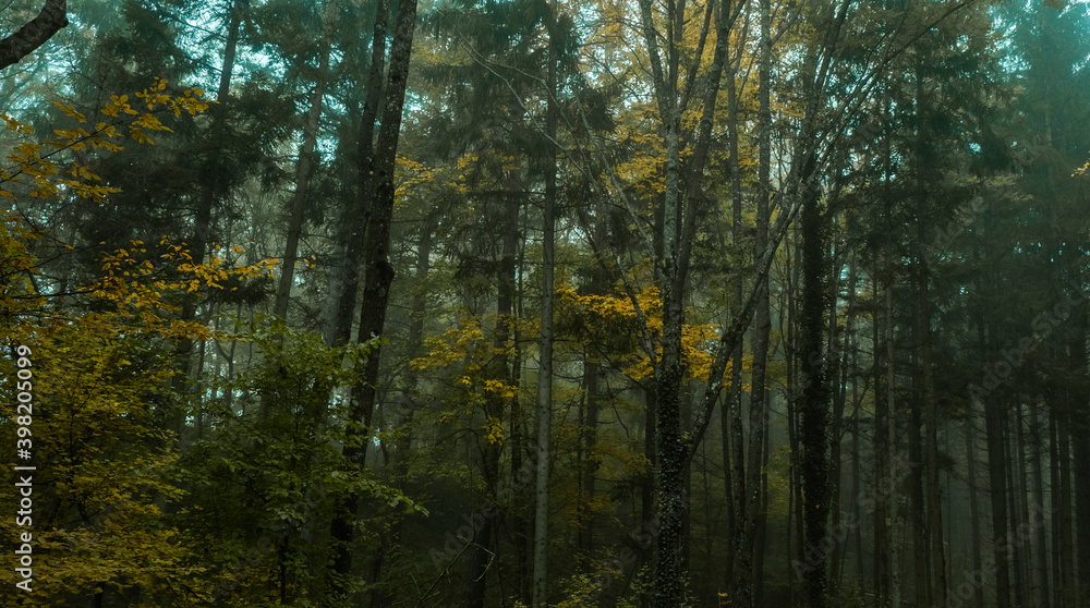 Fototapeta premium autumn forest in the mist 