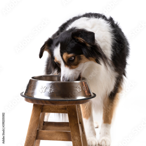 Tricolor Australian Shepherd Dog Eating