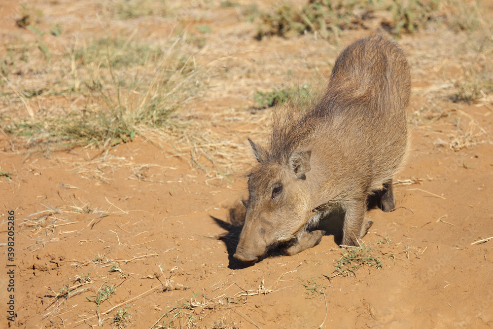Warzenschwein / Warthog / Phacochoerus africanus Warzenschwein / Warthog / Phacochoerus africanus