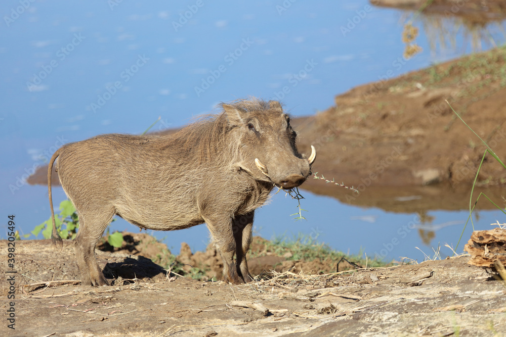 Fototapeta premium Warzenschwein / Warthog / Phacochoerus africanus