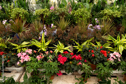 variety of flowers in pots on display in shop