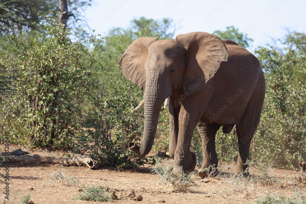 Afrikanischer Elefant / African elephant / Loxodonta africana Afrikanischer Elefant / African elephant / Loxodonta africana