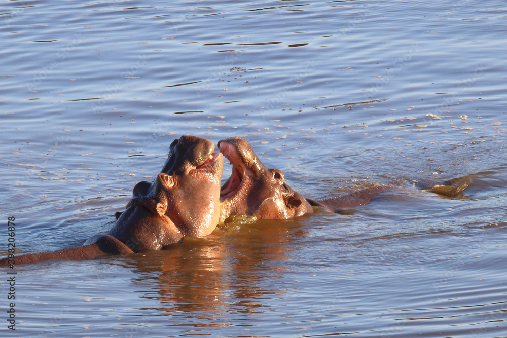 Fototapeta premium Flußpferd / Hippopotamus / Hippopotamus amphibius.