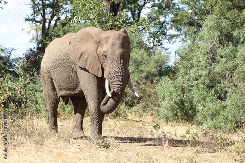 Afrikanischer Elefant   African elephant   Loxodonta africana