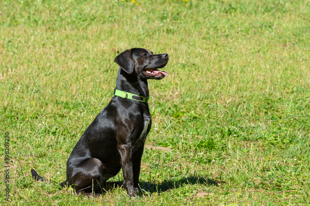 black pointer sitting on green grass