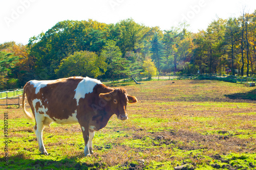 那須　南ヶ丘牧場のガーンジィ牛