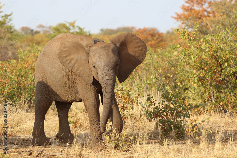 Afrikanischer Elefant / African elephant / Loxodonta africana.