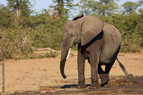 Afrikanischer Elefant   African elephant   Loxodonta africana.