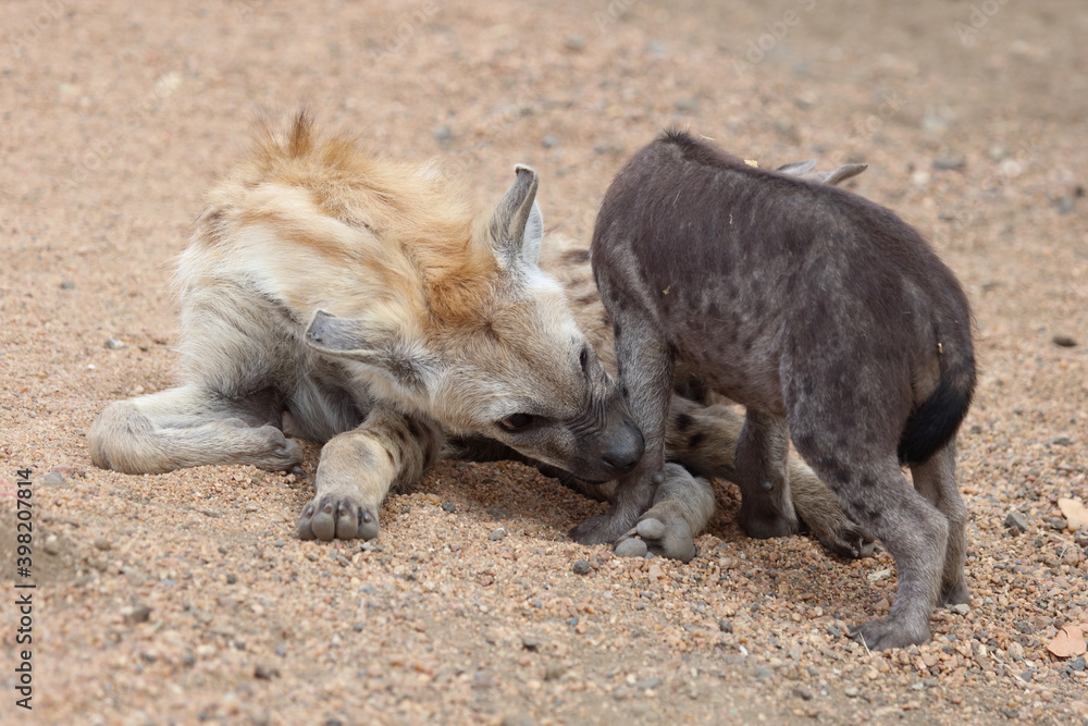 Tüpfelhyäne / Spotted Hyaena / Crocuta crocuta. Tüpfelhyäne / Spotted Hyaena / Crocuta crocuta.