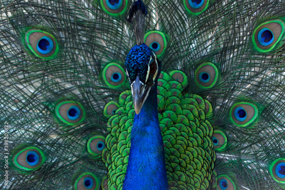 Obraz premium Portrait of beautiful peacock with feathers out (large bird).