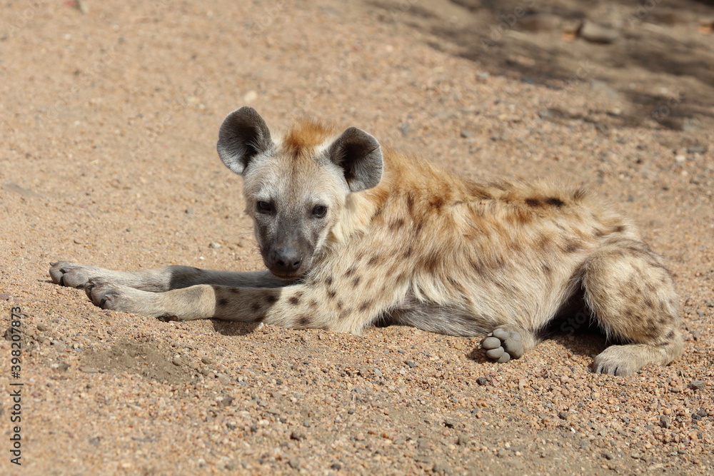 Tüpfelhyäne / Spotted Hyaena / Crocuta crocuta. Tüpfelhyäne / Spotted Hyaena / Crocuta crocuta.