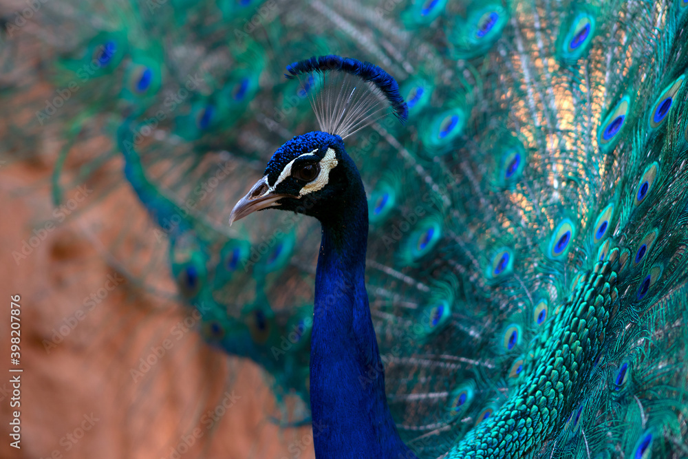 Obraz premium Portrait of beautiful peacock with feathers out (large bird).