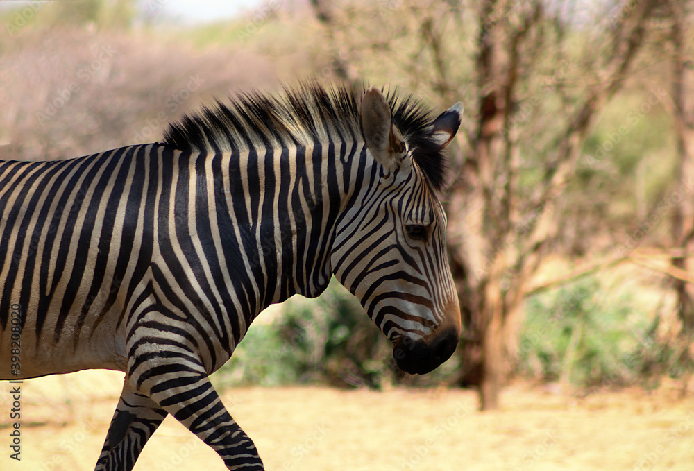 A lonely Namibian zebra standing in the middle of the savannah. A lonely Namibian zebra standing in the middle of the savannah.