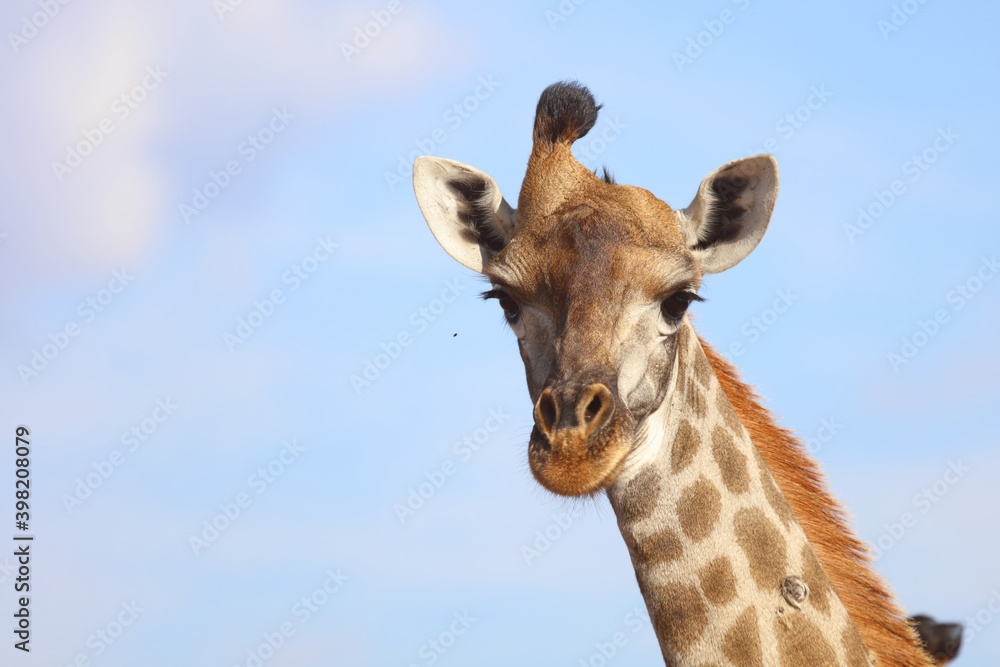 Obraz premium Giraffe / Giraffe / Giraffa Camelopardalis