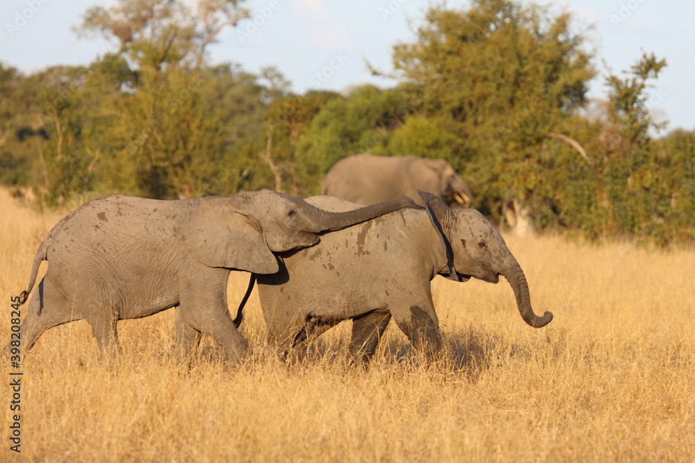 Obraz premium Afrikanischer Elefant / African elephant / Loxodonta africana.