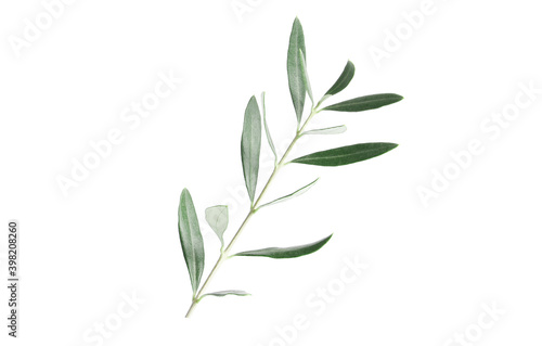 Twigs with fresh green olive leaves on white background  top view