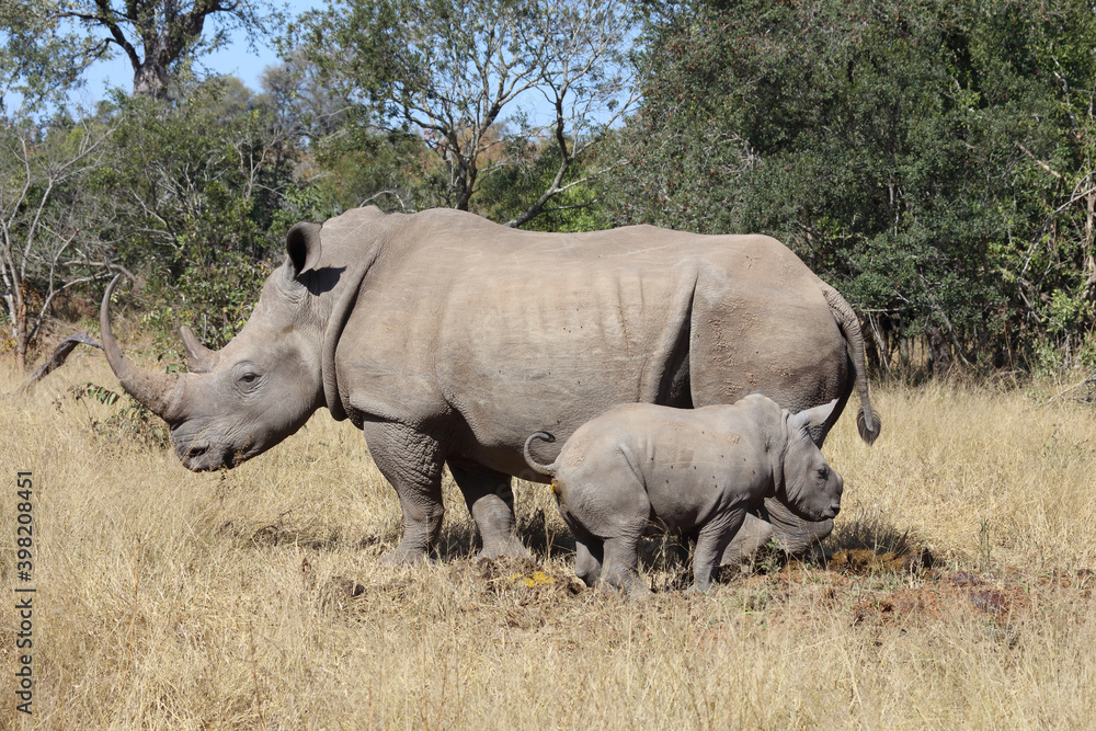 Fototapeta premium Breitmaulnashorn / Square-lipped Rhinoceros / Ceratotherium Simum